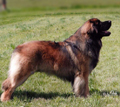 Leonberger e levriero irlandese irish wolfhound